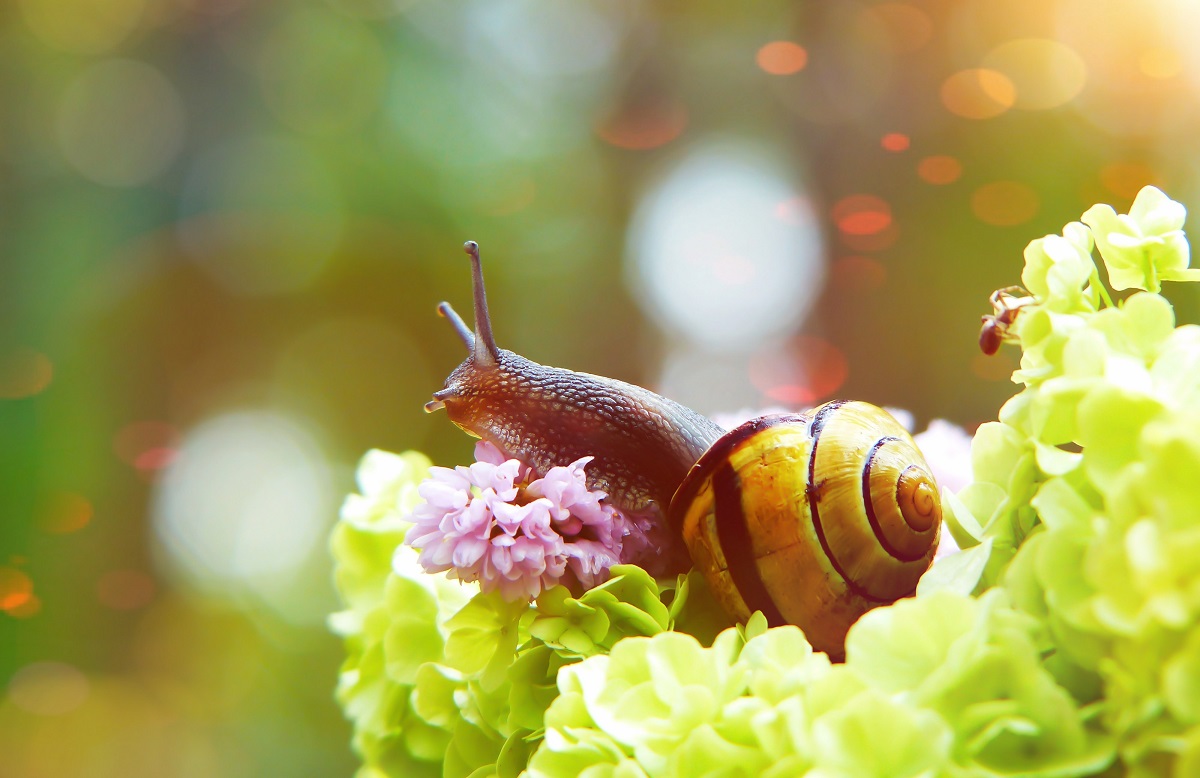 Slug on flowers