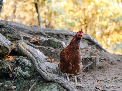 Huhn im Wald